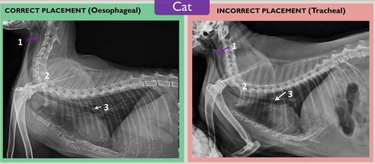 Источник: RVC.📷    Установка зондов для кормления у кошек и собак: новое руководство
