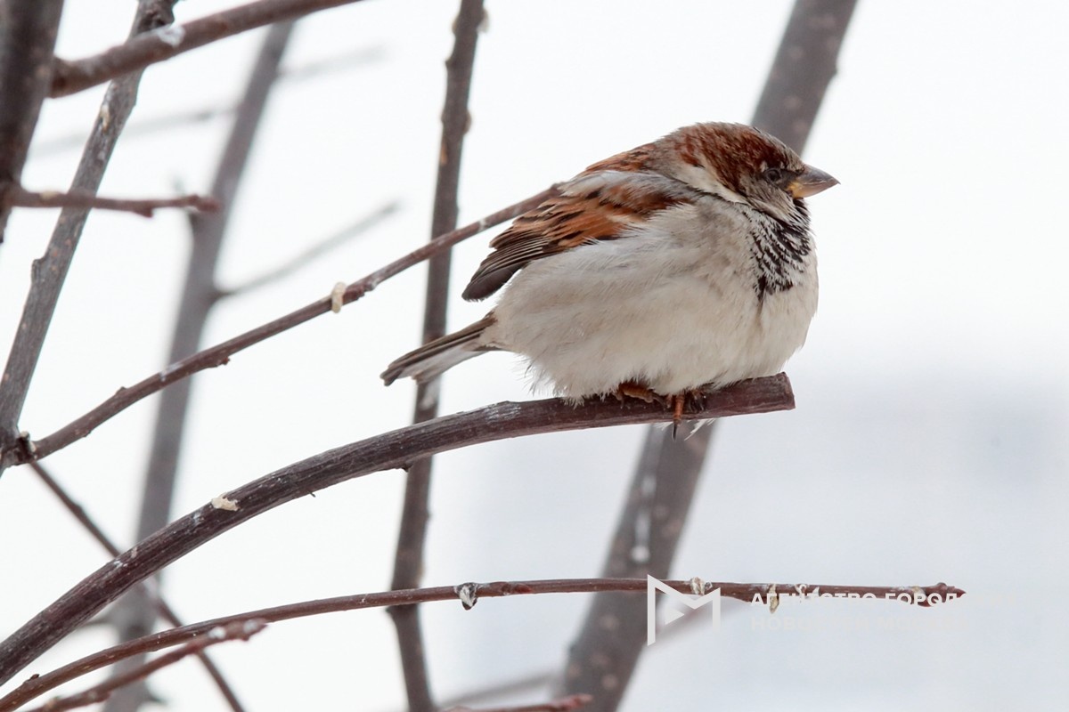 Фотограф: Василий Кузьмичёнок