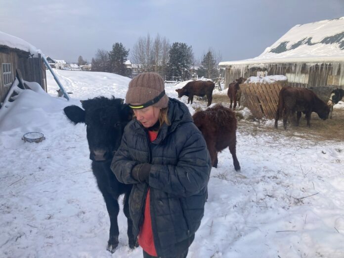 «Розмарин, ты чего разгулялся-то, разбаловался?» – говорит Лилия Пичугина бычку, который бродит неподалёку. Всех их она знает по именам. Женщина говорит, что пристроила бы животных в хорошие руки. Но она очень против того, чтобы сдавать их на мясо. Фото: Яна Яновская, «ПН»