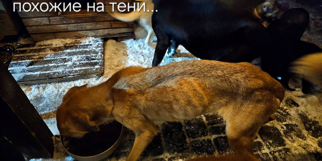 Из леса пришли собаки...Похожие на тени. Последний мешок корма и консервы для собак вскрыли чтобы накормить...