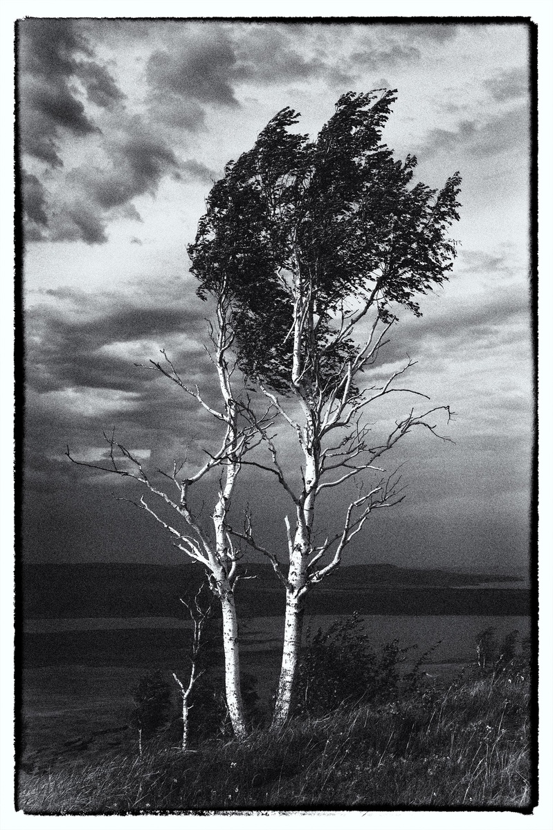 Хакасия. Дерево судьбы