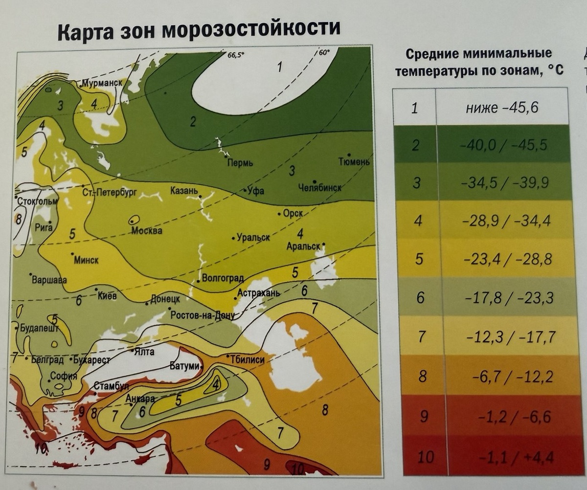 Фото из каталога многолетних травянистых растений растений