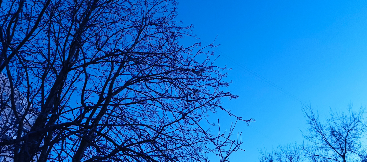 Очень интересная птичка взлетает с рябины. Так мы ее и не разглядели в начинающейся темноте.