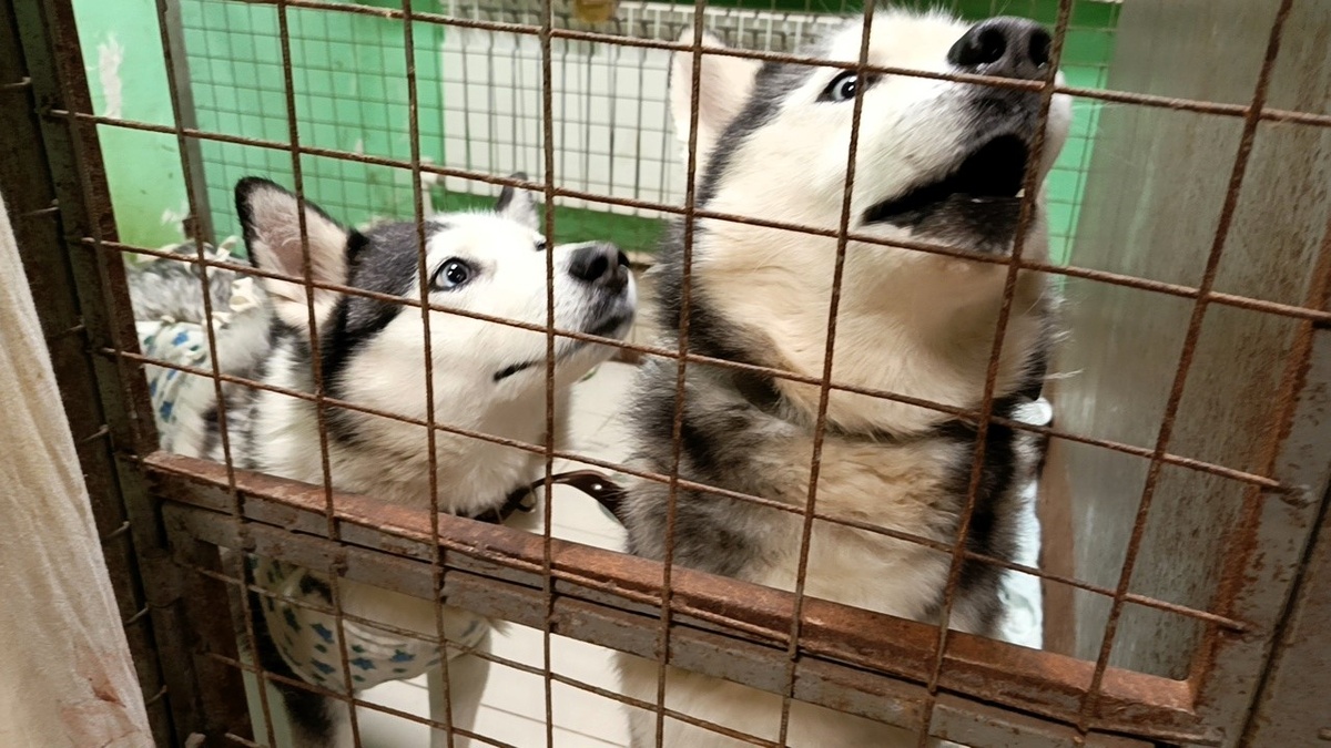 Шери и Локи в шоке - откуда столько народу в меблоке?!