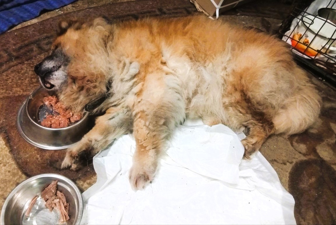 Муха устроилась с комфортом! 