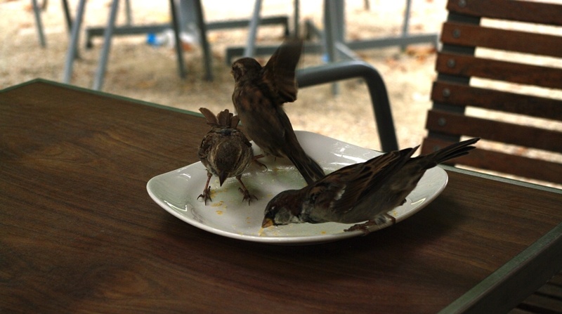 Воробей пропищал «тюильри», 
Залезая с ногами в тарелку. 
Очень наглые здесь воробьи, 
Словно каждый при шпаге и перьях.                                          Все фото и стихи - автора