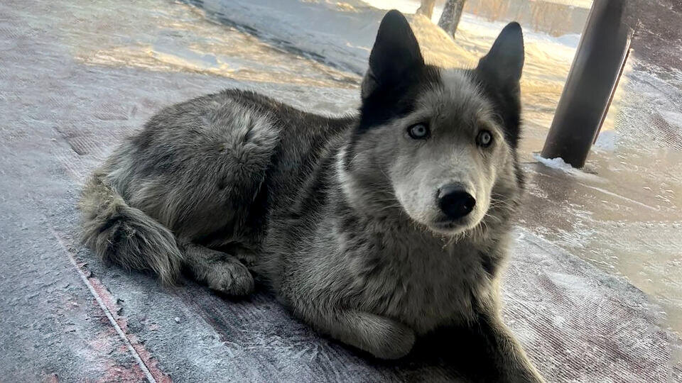 Собака год ждет в аэропорту Кызыла погибшего на СВО хозяина