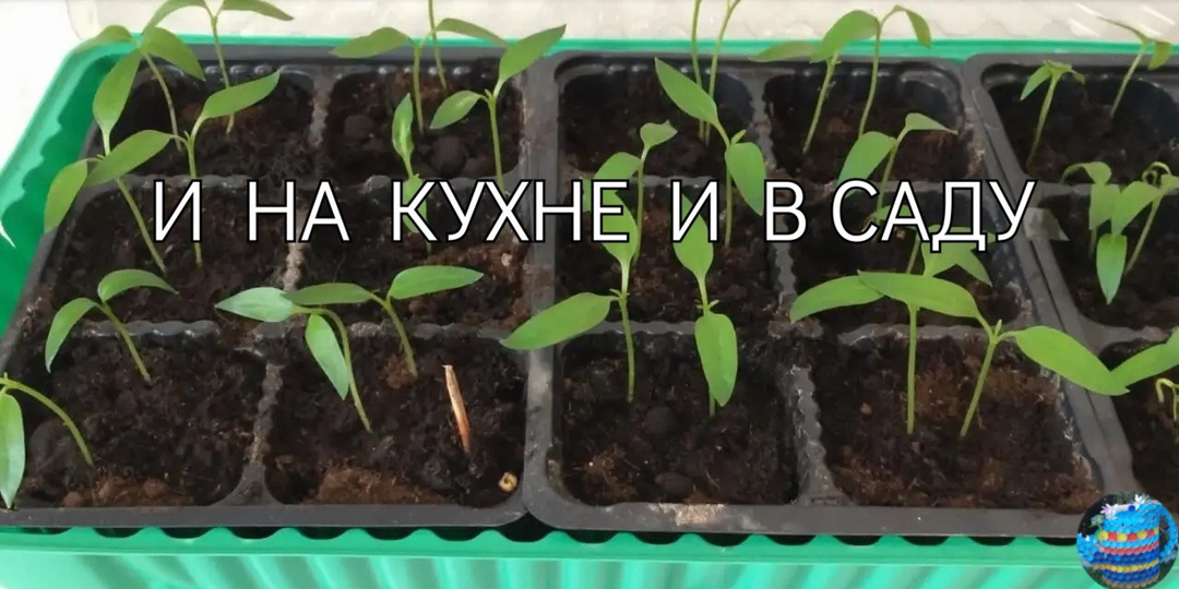 Перцы. Сеем на рассаду без пикировки.