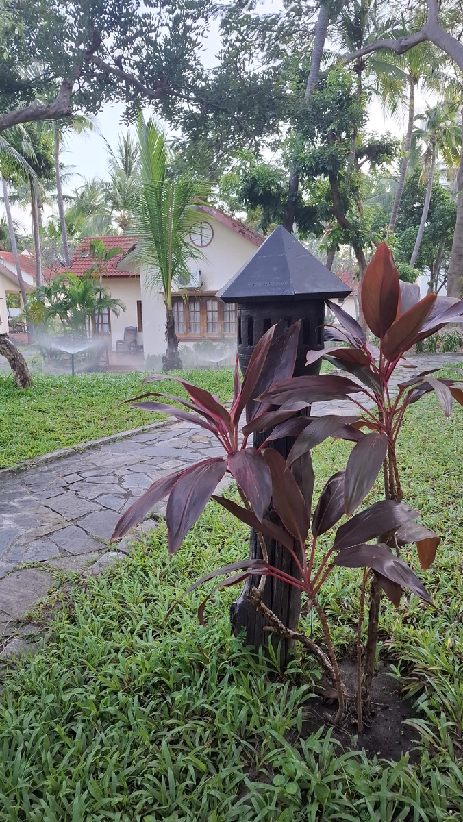 Декоративный светильник и декоративное же растение на территории Ocean Star Resort 