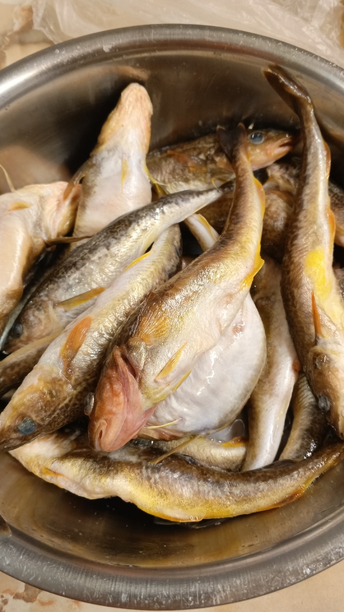 фото автора: так выглядит навага в полуразмороженном виде