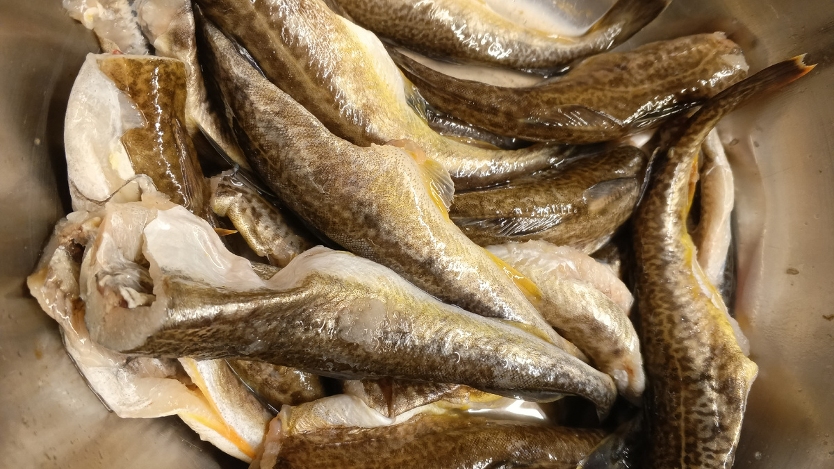 фото автора:навага почищена