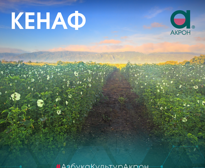 Азбука культур «Акрон»: КЕНАФ
