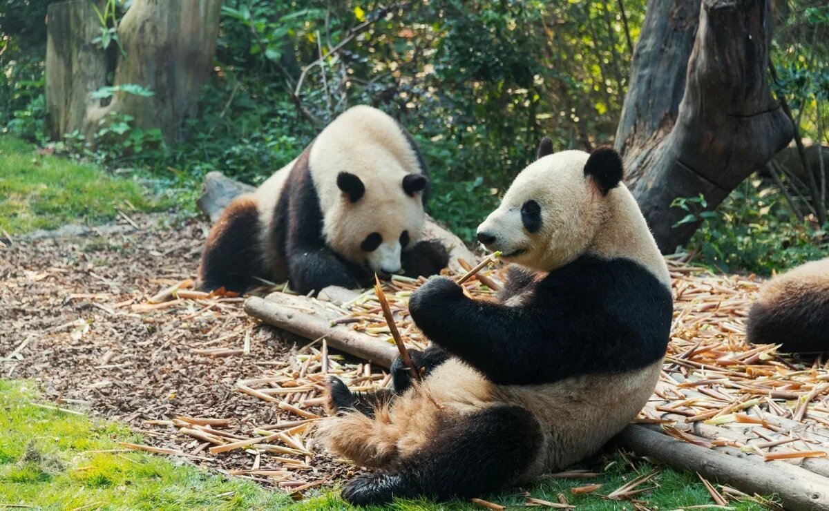    Чэнду в Китае: зачем и за чем стоит ехать сюда, кроме панд