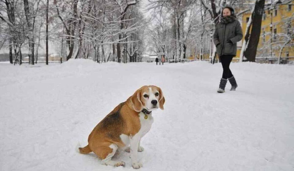     Прогулка с собакой. Источник: spb.kp.ru Автор фото: Алексей Булатов