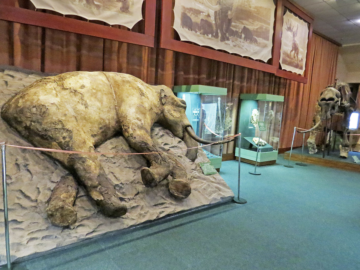 здесь и далее фото из Таймырского краеведческого музея в Дудинке