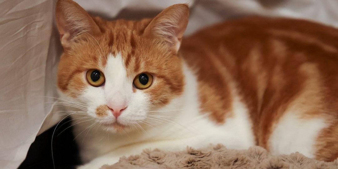 Котик, которому дом нужен больше всего из всех бездомышей