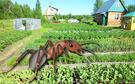 Муравьи на грядках