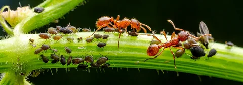 Муравьи за работой
