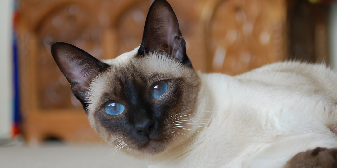 Окрасы тайских кошек: признанные виды