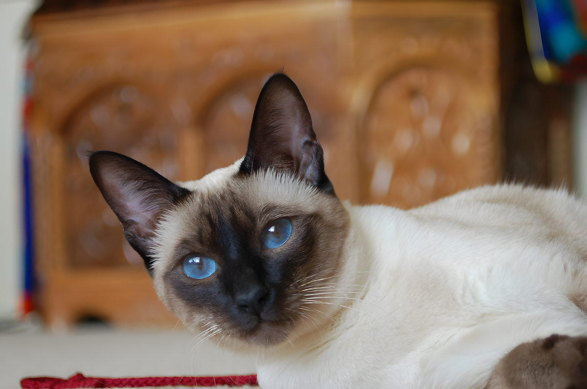    Все окрасы тайских кошек относятся сочетают более светлый цвет корпуса и темную маску на морде