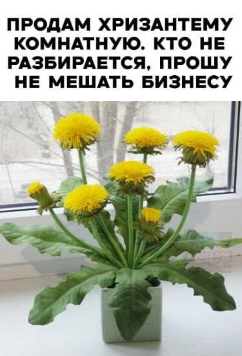 Яндекс картинки