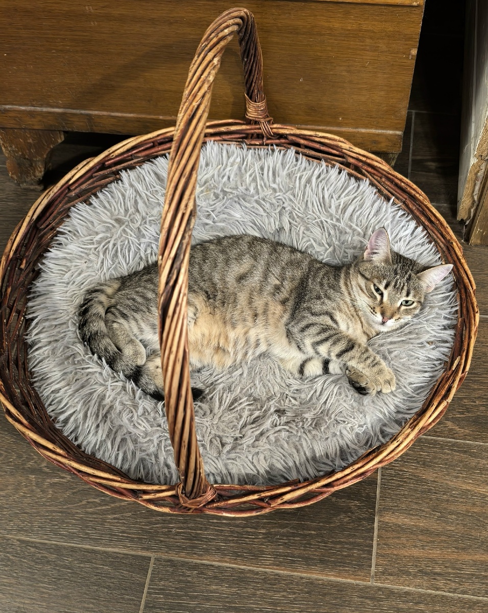 Это не Барсик и не Изабелла, это Шурочка))