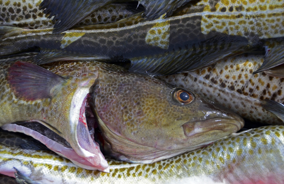    Ingeborg Knol/imageBROKER/Global Look Press