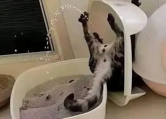 Их предкам было бы за них стыдно: 15 уморительных фото с неуклюжими котами. Часть 1