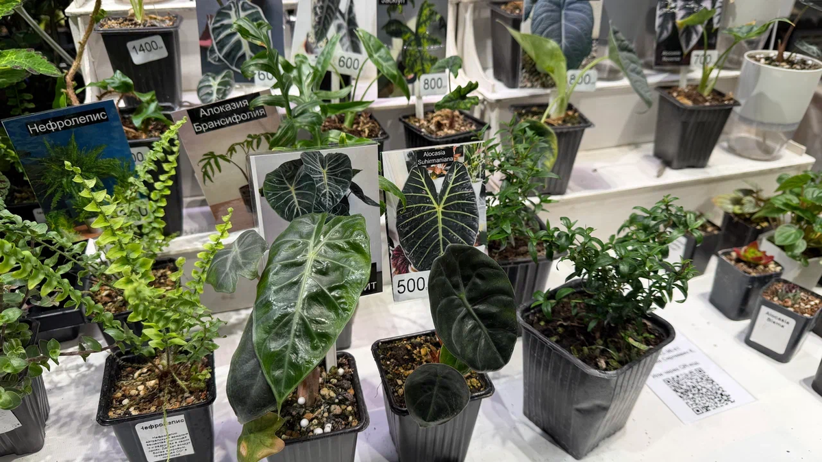 Алоказии - это любовь моей жены)