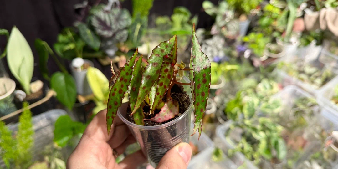 Прошёл мимо: 7 растений, которые понравились, но не купил себе, и мне не стыдно за причины