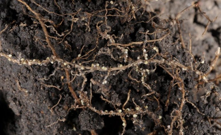    Фото: Sam Markell, North Dakota State University