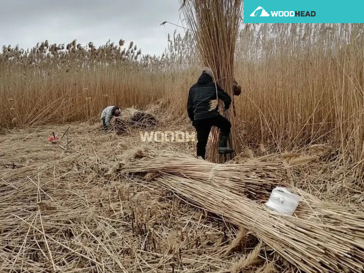 заготовка камыша вудхэд