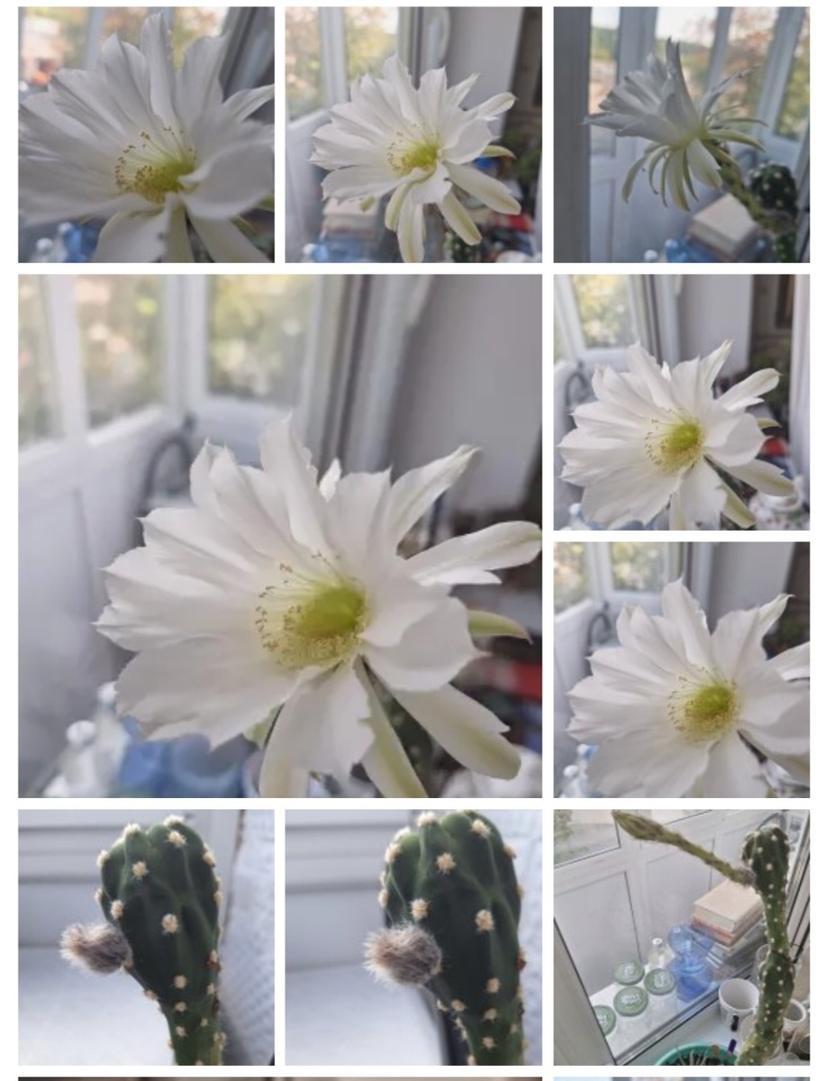 Мой кактус не цвёл 20 лет. И бац - зацвёл! Фотоколлаж - собственность автора канала "ТАК НАДО".