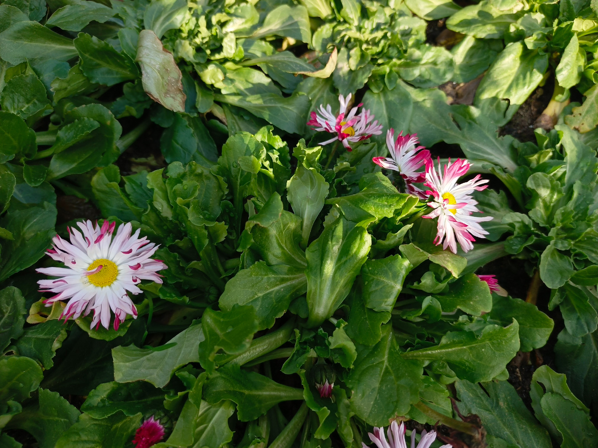 Адлер, февраль 2026 года