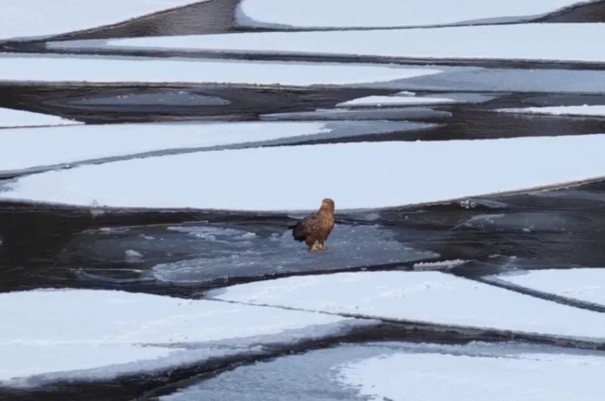    Алтайские ученые заметили редкого орлана на Телецком озере