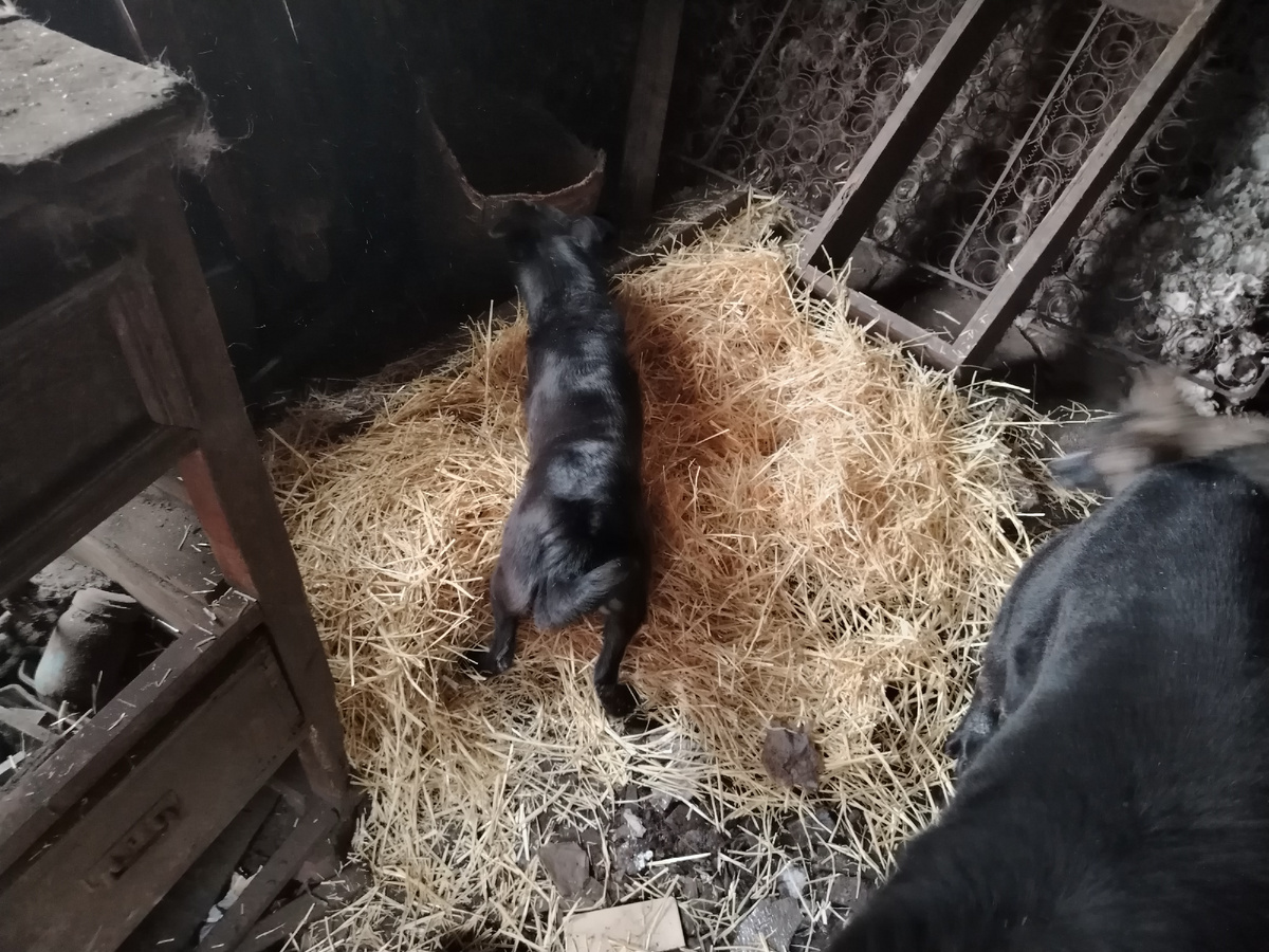 Нафанечка пробует подстилку. Это вчера было. 