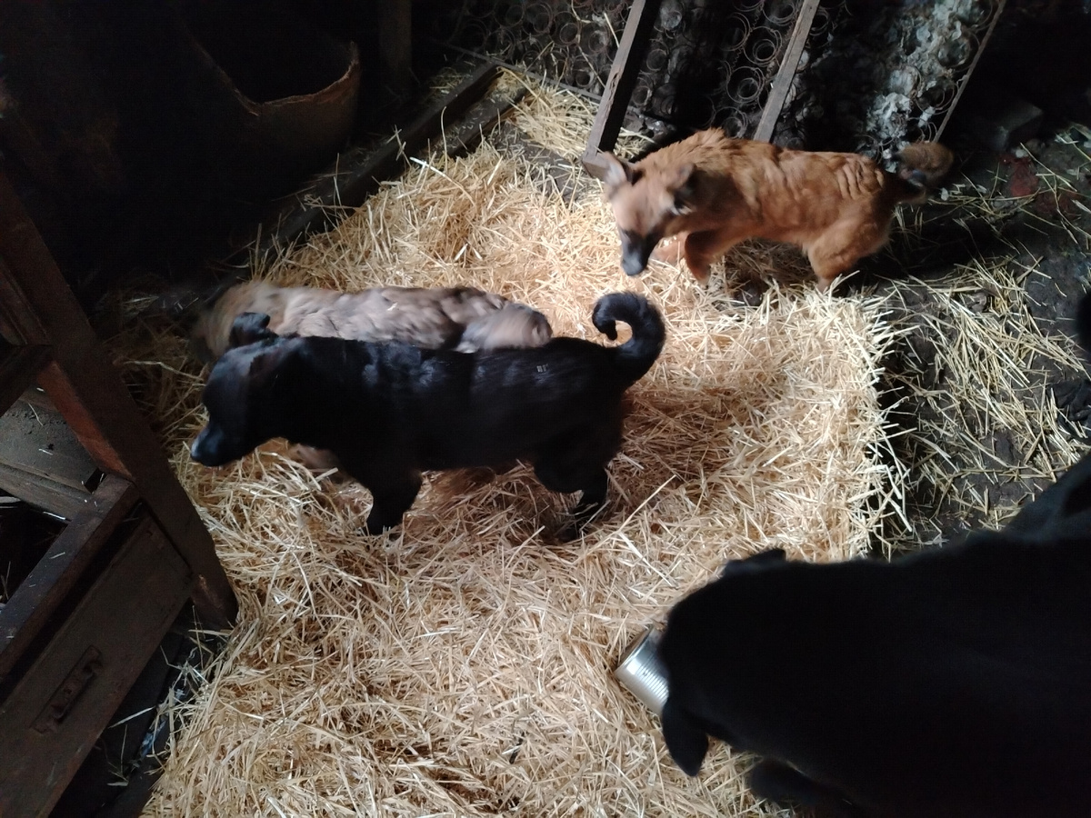 А это сегодня! Пищат от радости все. 