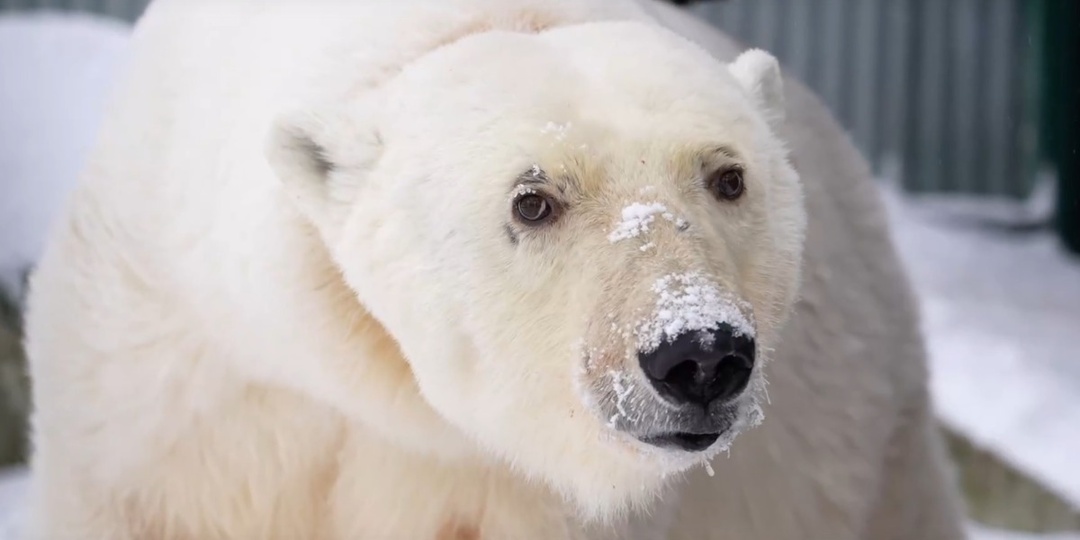 Под Волоколамском поселилась белая медведица