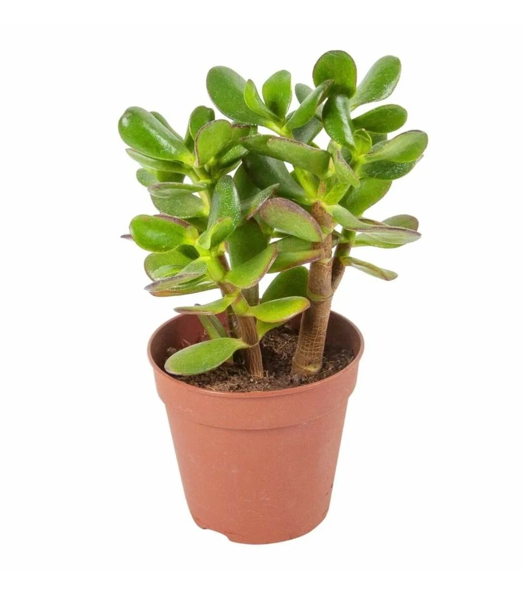 Крассула яйцевидная