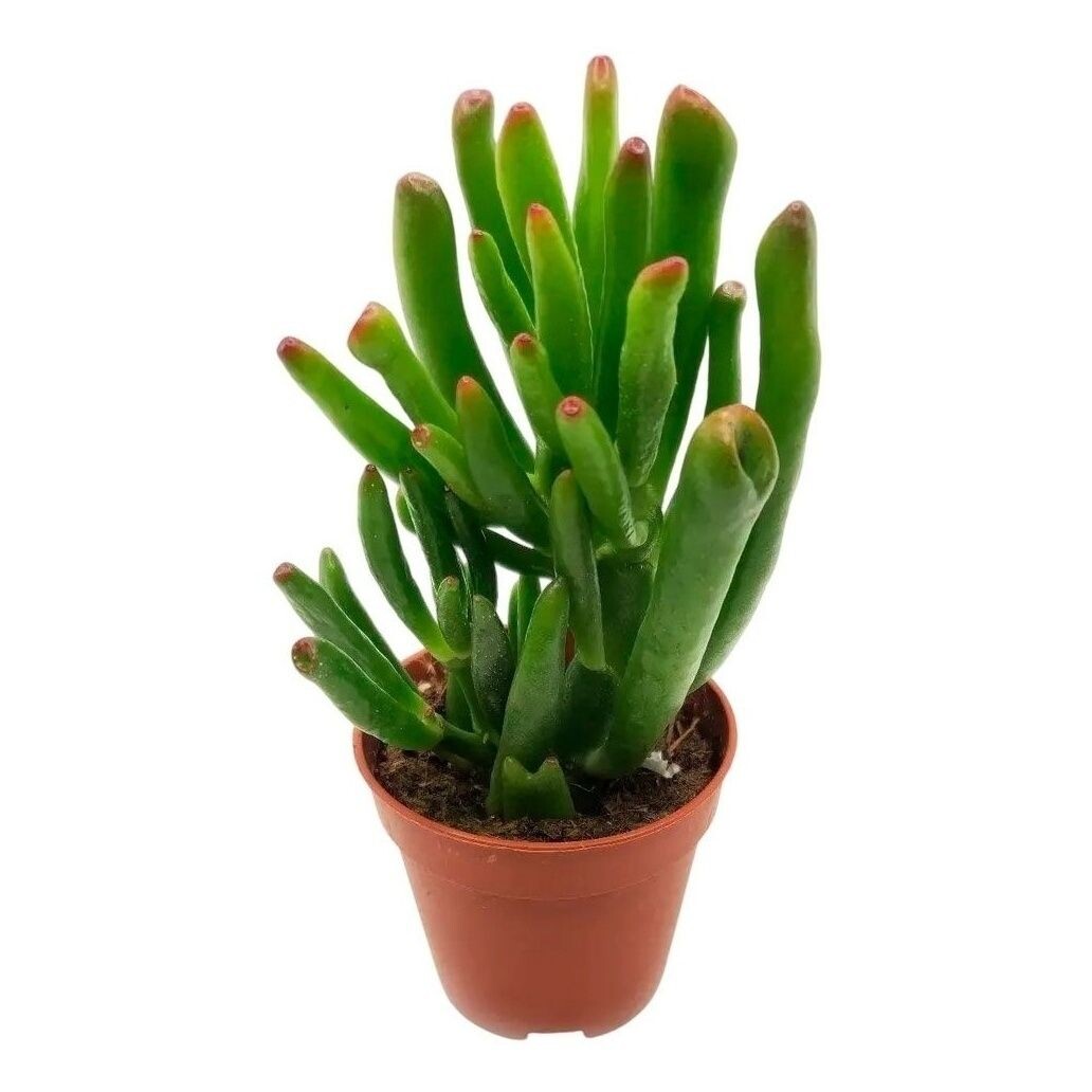 Крассула Хоббит