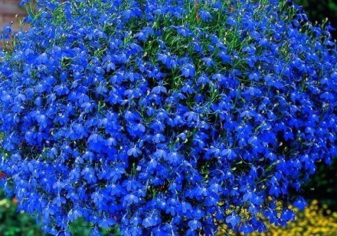 Лобелия: от крохотного семечка к пышному водопаду ярких и очаровательных цветов