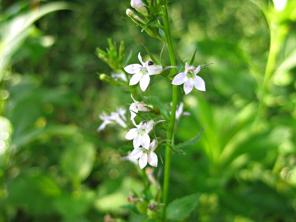 Lobelia inflata
