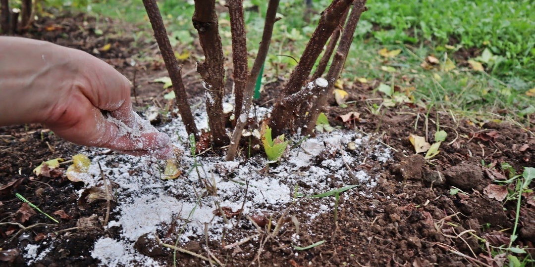 Чем и как подкормить смородину, малину и жимолость после схода снега