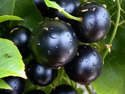 Вот такая я должна быть