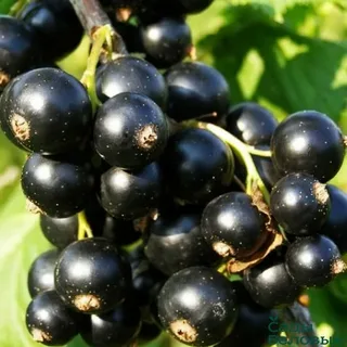 или такая...