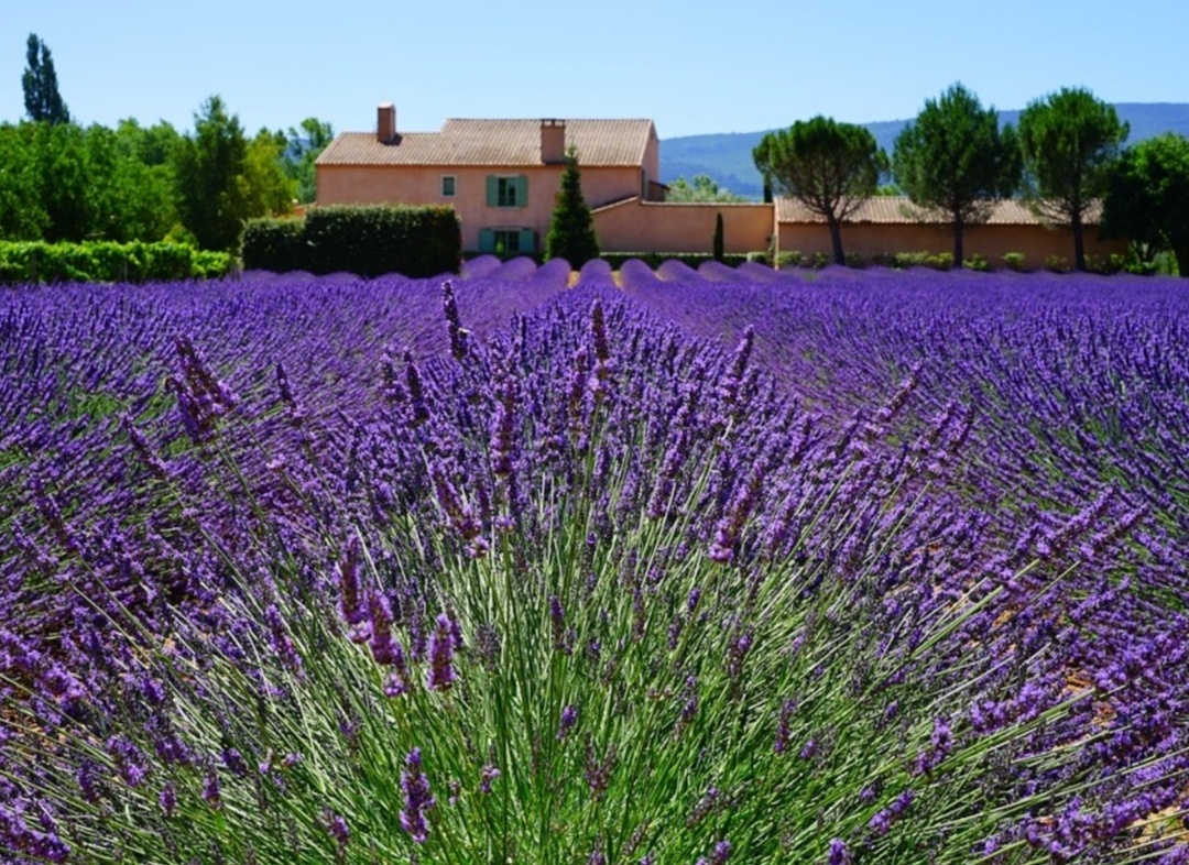 https://advantatravel.ru/clauses/lavandovye-polya-vo-frantsii/