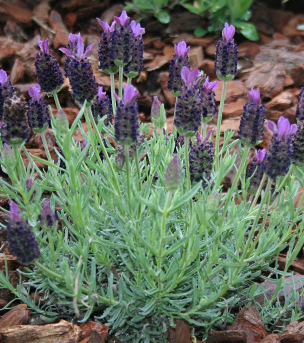 Лаванда широколистная