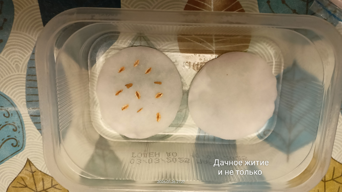 Замачиваю семена туи