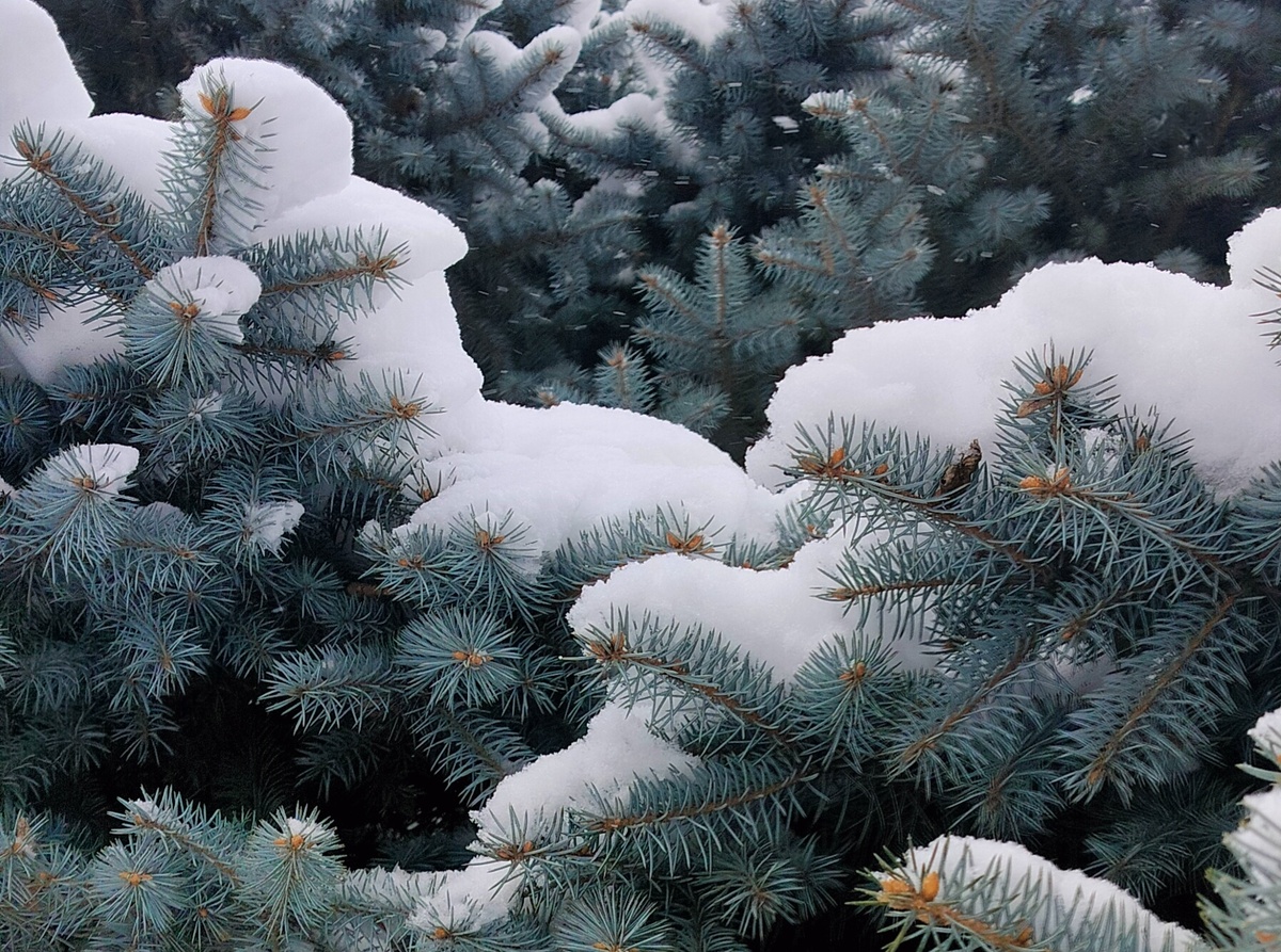 Снег..город совсем ослеп..Свет.. красок на свете нет...Есть только белый цвет.Город твой словно корабль Льдами захвачен в плен. (А. Макаревич)