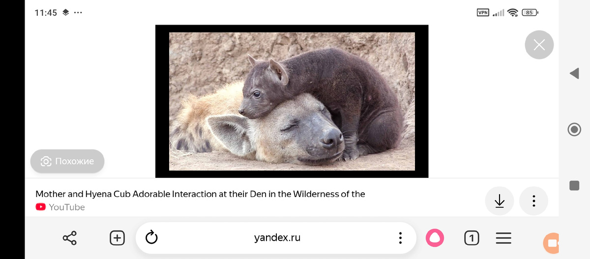 Дружная семья гиен. 